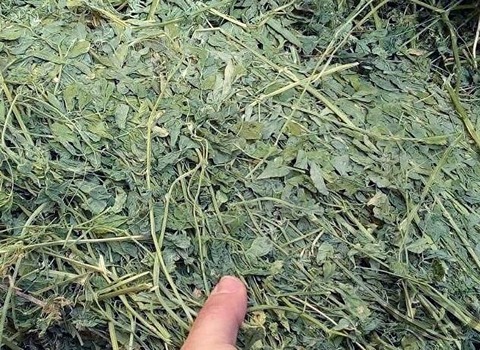 تصویر 2 از قیمت یونجه خشک شده + خرید باور نکردنی